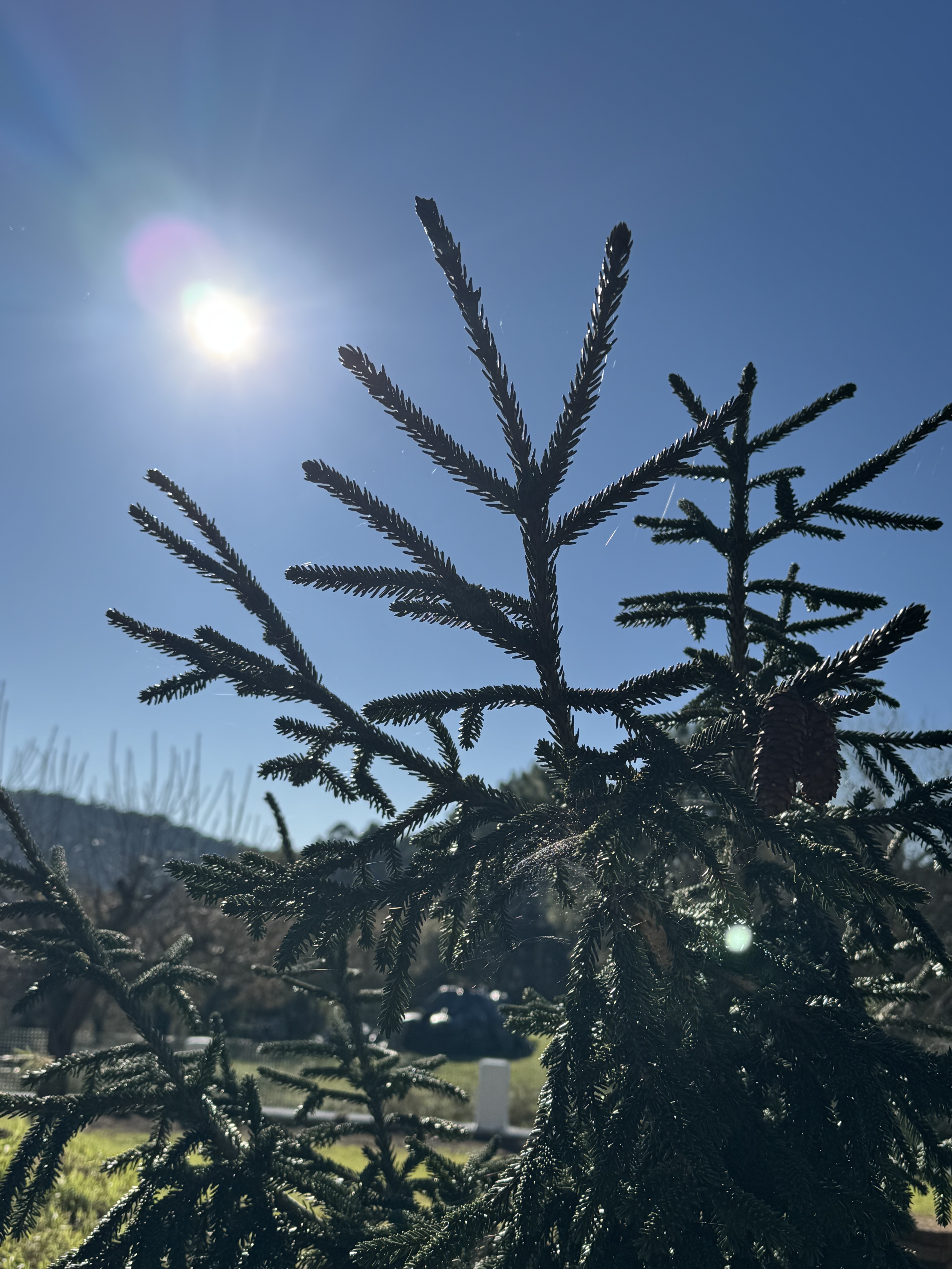 Pino atlántico en los bosques de la Sierra de Castrove, Poio